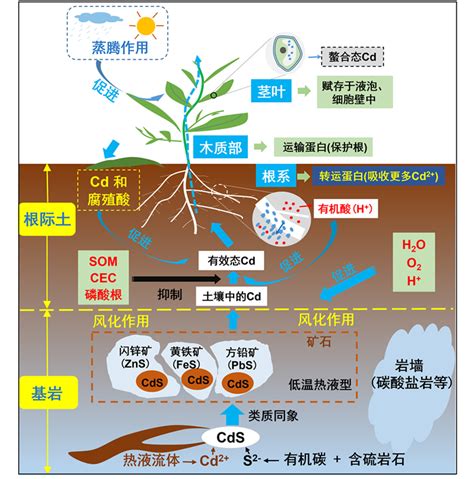 植物吸收重金屬|超富集植物与重金属相互作用机制及应用研究进展